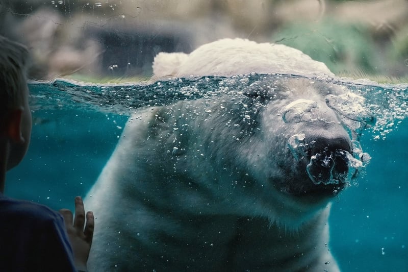 Polar Vow Renewals
